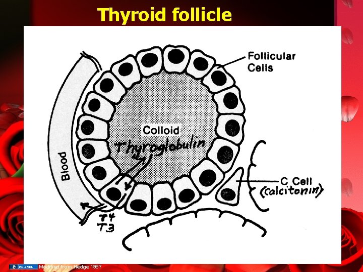 Thyroid follicle Modified from Hedge 1987 