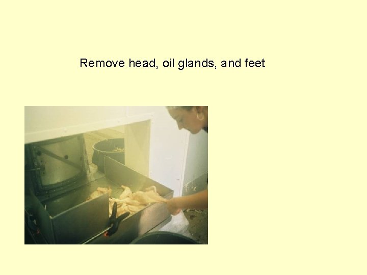 Remove head, oil glands, and feet 