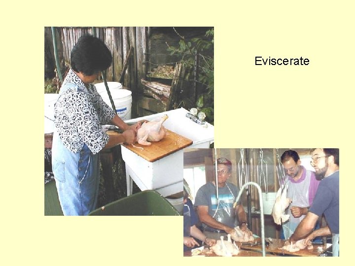 Eviscerate 