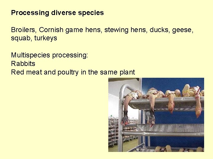 Processing diverse species Broilers, Cornish game hens, stewing hens, ducks, geese, squab, turkeys Multispecies