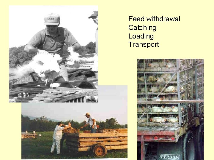 Feed withdrawal Catching Loading Transport 