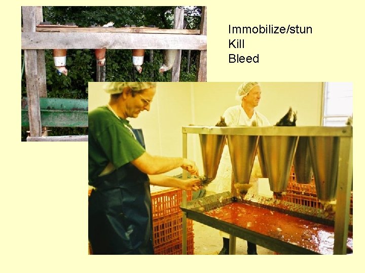 Immobilize/stun Kill Bleed 