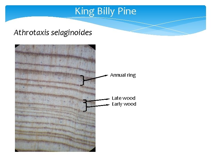 King Billy Pine Athrotaxis selaginoides Annual ring Late wood Early wood 