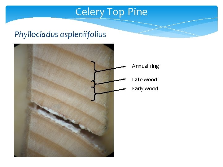 Celery Top Pine Phyllocladus aspleniifolius Annual ring Late wood Early wood 