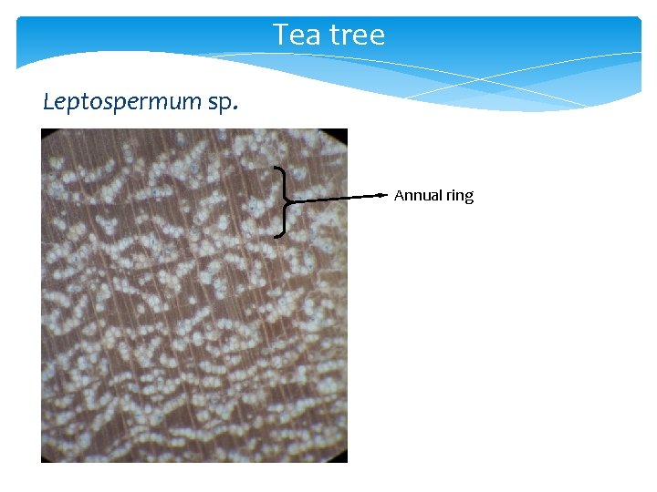 Tea tree Leptospermum sp. Annual ring 