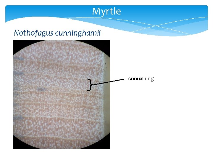 Myrtle Nothofagus cunninghamii Annual ring 