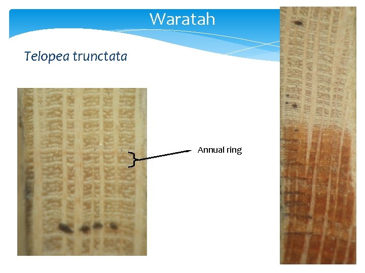 Waratah Telopea trunctata Annual ring 