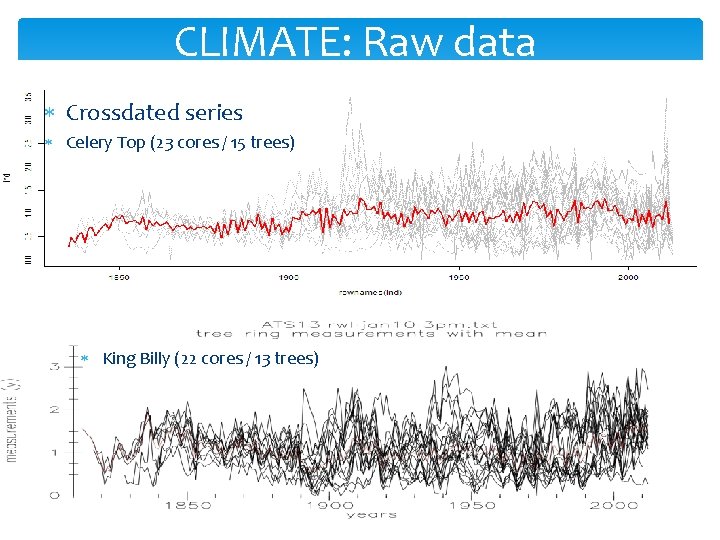 CLIMATE: Raw data Crossdated series Celery Top (23 cores / 15 trees) King Billy