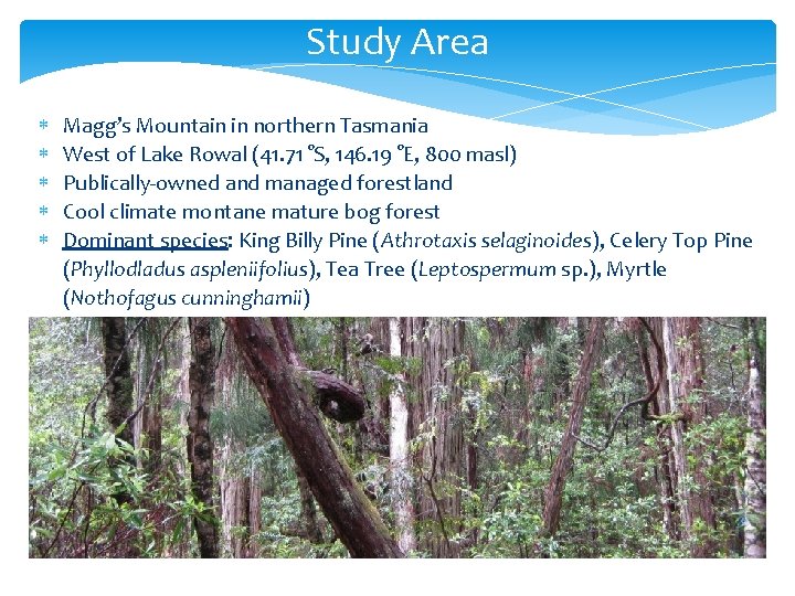 Study Area Magg’s Mountain in northern Tasmania West of Lake Rowal (41. 71 °S,