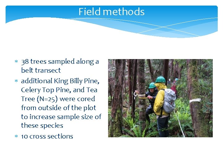 Field methods 38 trees sampled along a belt transect additional King Billy Pine, Celery