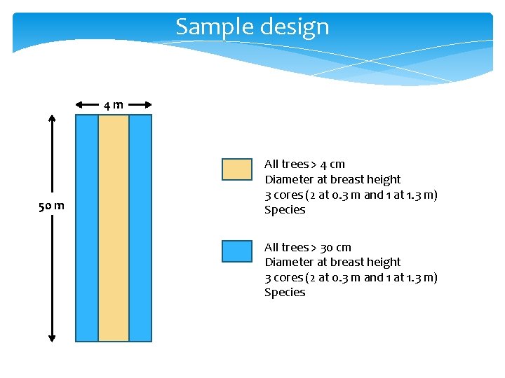 Sample design 4 m 50 m All trees > 4 cm Diameter at breast