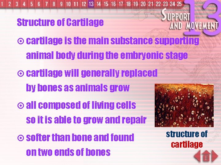 Structure of Cartilage ¤ cartilage is the main substance supporting animal body during the