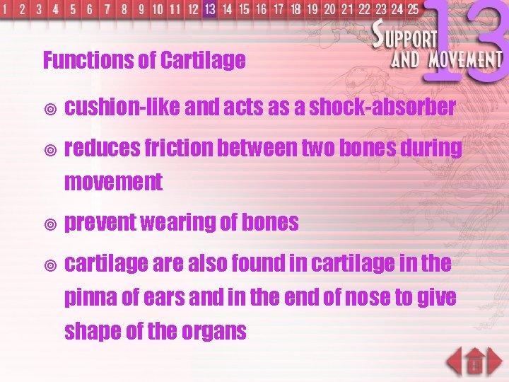 Functions of Cartilage ¥ cushion-like and acts as a shock-absorber ¥ reduces friction between