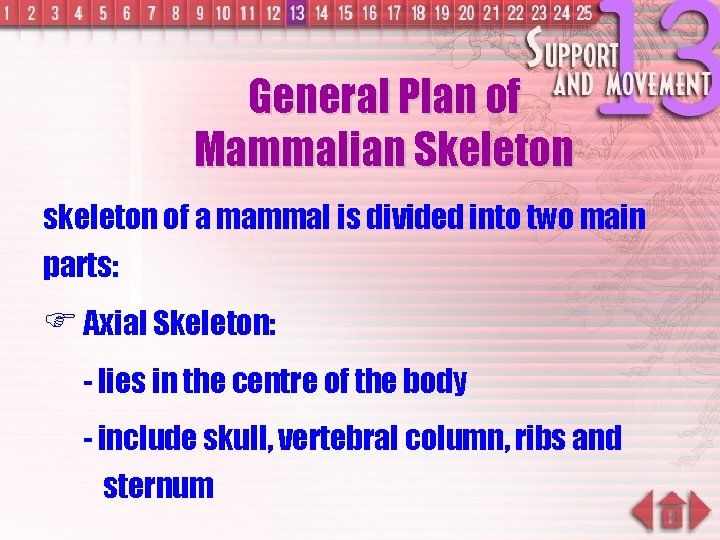 General Plan of Mammalian Skeleton skeleton of a mammal is divided into two main