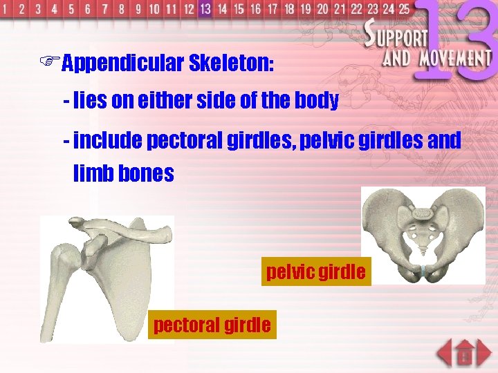 FAppendicular Skeleton: - lies on either side of the body - include pectoral girdles,