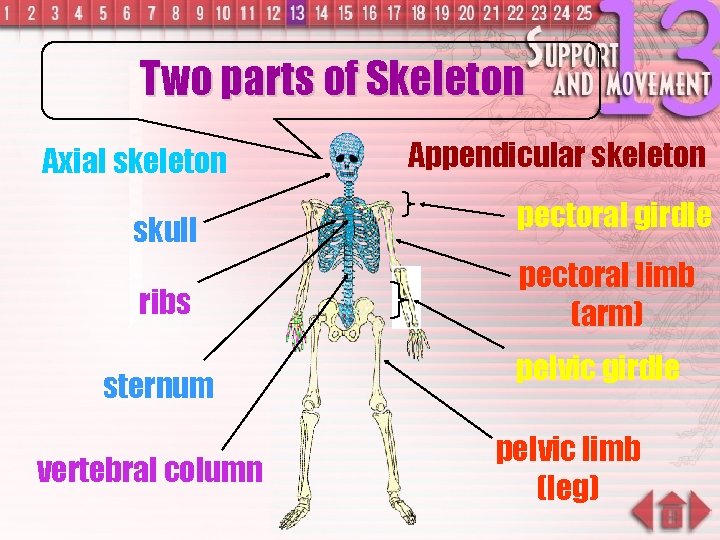 Two parts of Skeleton Axial skeleton Appendicular skeleton skull pectoral girdle ribs pectoral limb