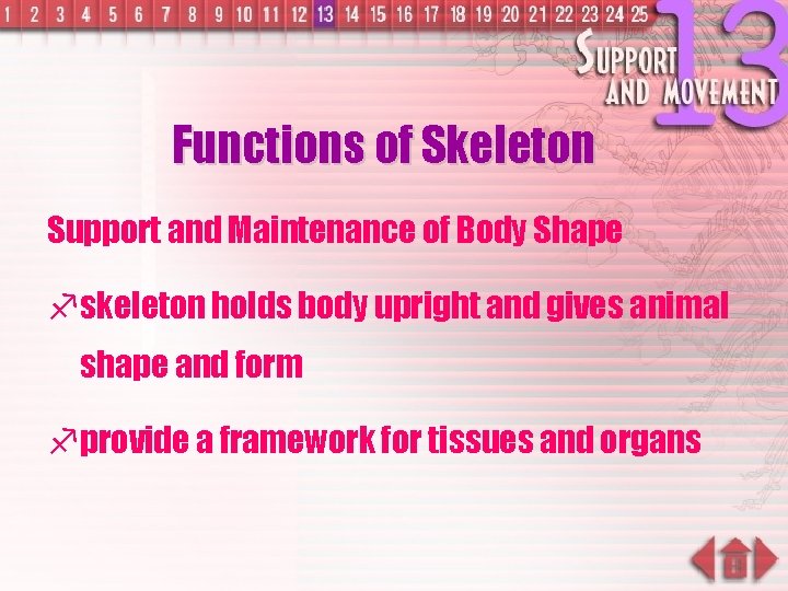 Functions of Skeleton Support and Maintenance of Body Shape f skeleton holds body upright