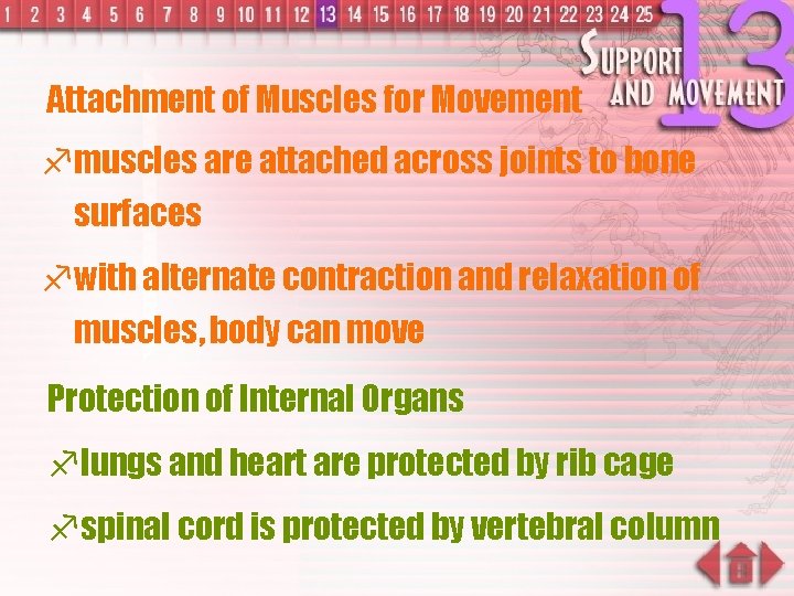 Attachment of Muscles for Movement f muscles are attached across joints to bone surfaces