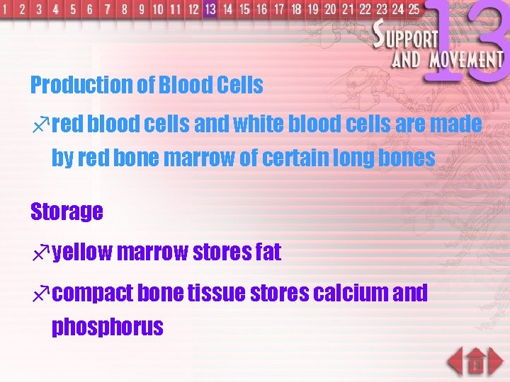 Production of Blood Cells f red blood cells and white blood cells are made