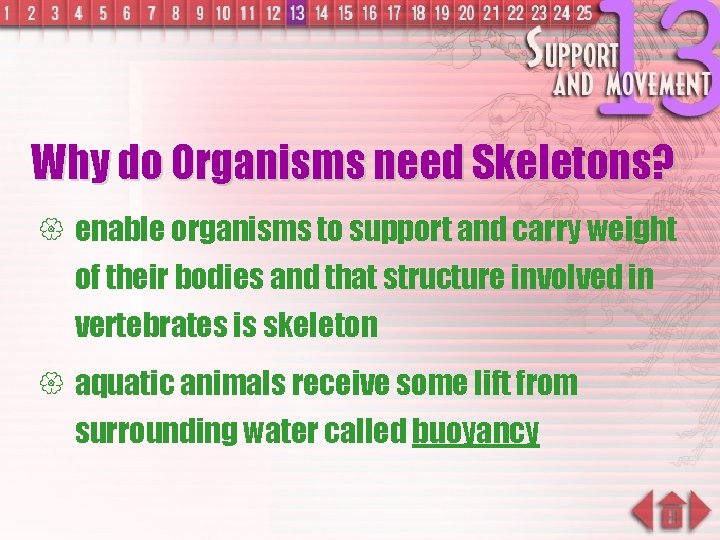 Why do Organisms need Skeletons? { enable organisms to support and carry weight of