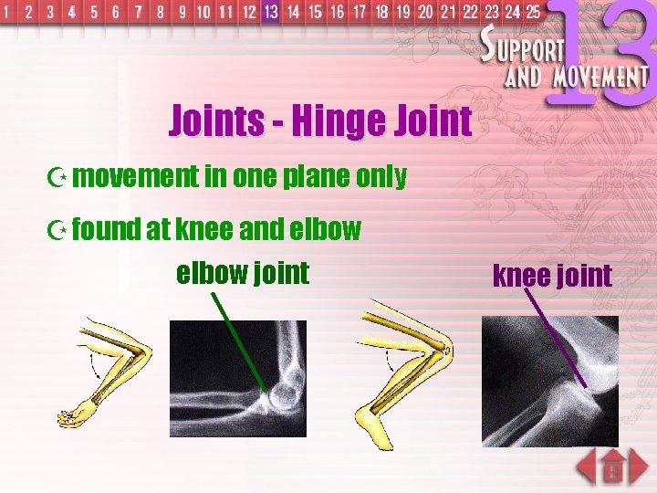 Joints - Hinge Joint Z movement in one plane only Z found at knee