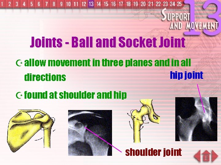 Joints - Ball and Socket Joint Z allow movement in three planes and in