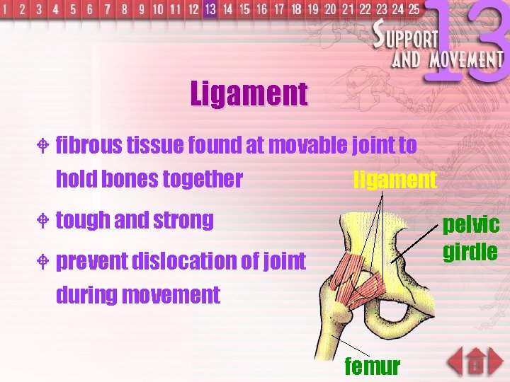 Ligament W fibrous tissue found at movable joint to hold bones together ligament W