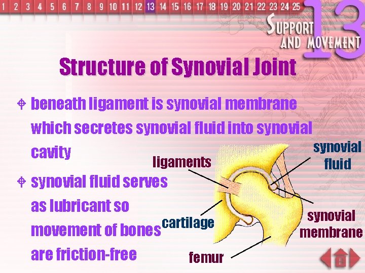 Structure of Synovial Joint W beneath ligament is synovial membrane which secretes synovial fluid