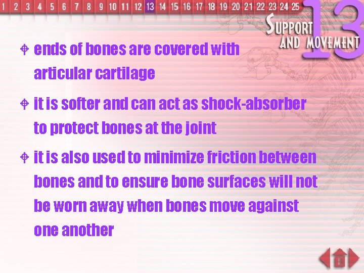 W ends of bones are covered with articular cartilage W it is softer and