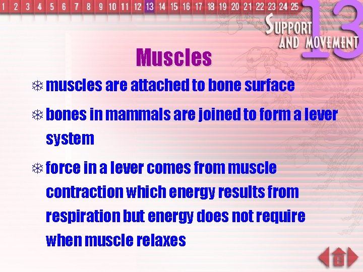 Muscles T muscles are attached to bone surface T bones in mammals are joined