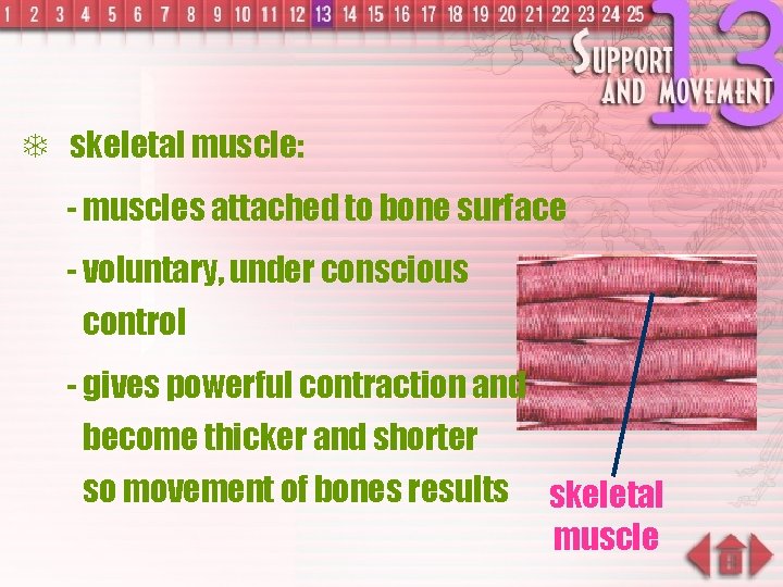 T skeletal muscle: - muscles attached to bone surface - voluntary, under conscious control