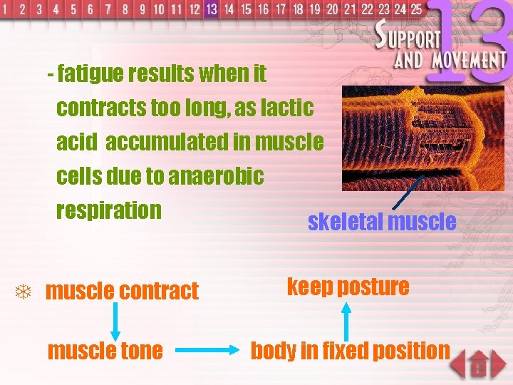 - fatigue results when it contracts too long, as lactic acid accumulated in muscle