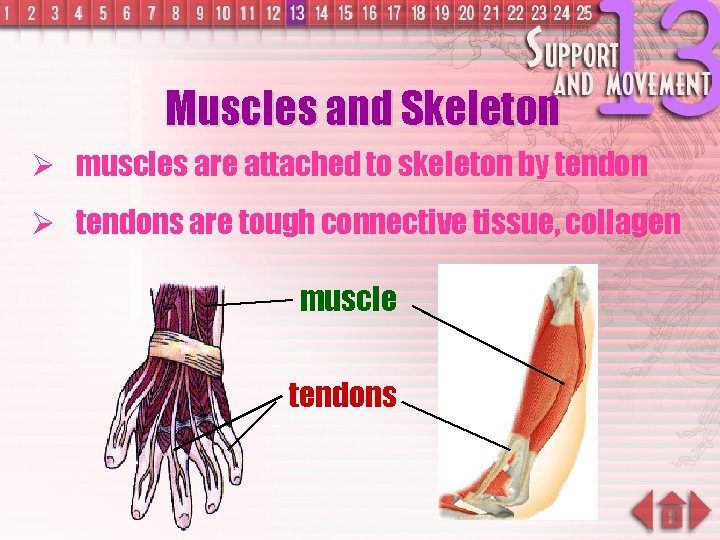 Muscles and Skeleton Ø muscles are attached to skeleton by tendon Ø tendons are