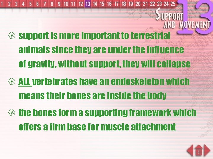 { support is more important to terrestrial animals since they are under the influence