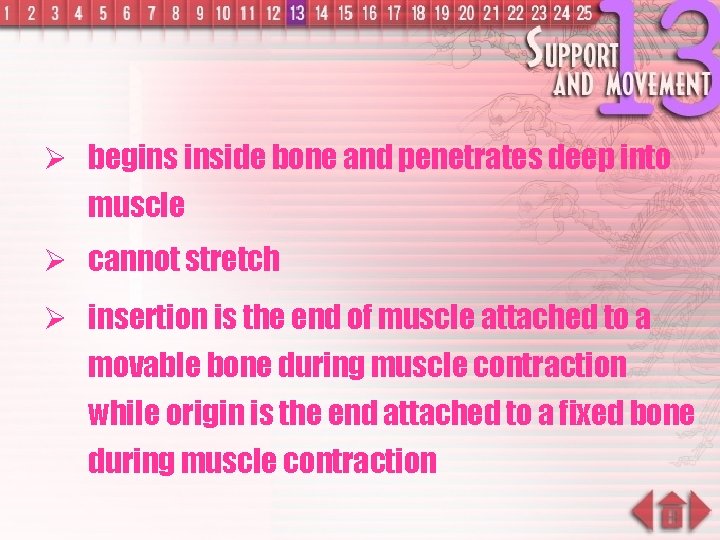 Ø begins inside bone and penetrates deep into muscle Ø cannot stretch Ø insertion