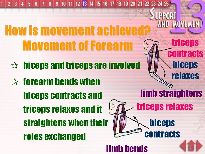 How is movement achieved? Movement of Forearm ¶ biceps and triceps are involved ¶