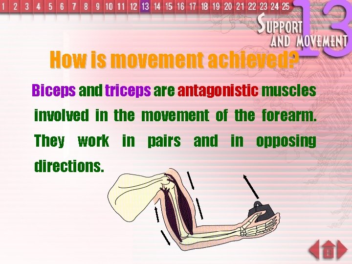 How is movement achieved? Biceps and triceps are antagonistic muscles involved in the movement