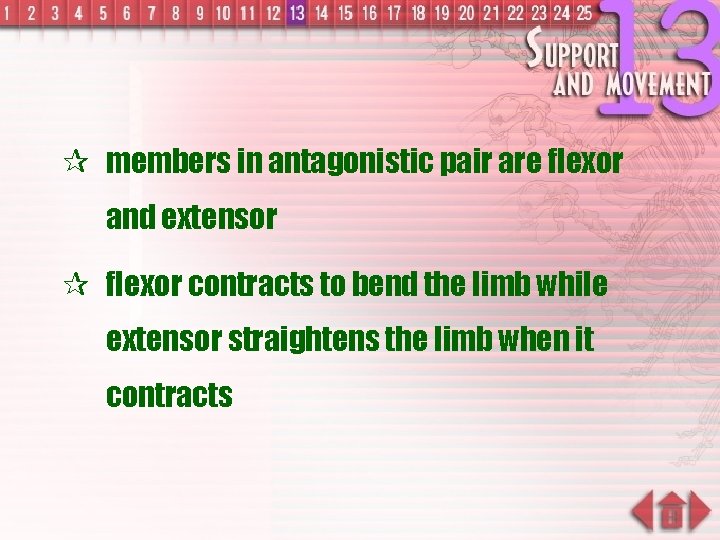 ¶ members in antagonistic pair are flexor and extensor ¶ flexor contracts to bend