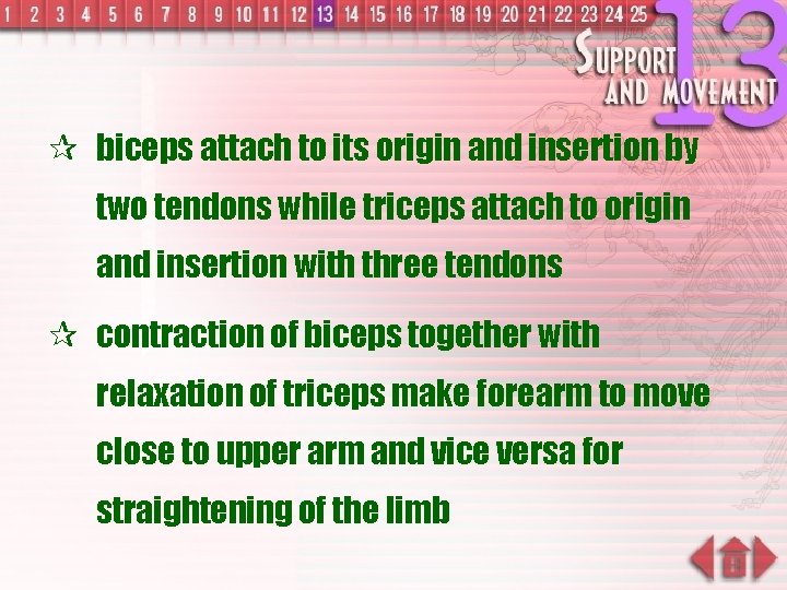 ¶ biceps attach to its origin and insertion by two tendons while triceps attach