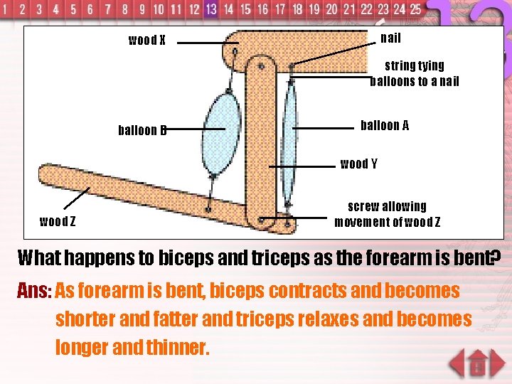 nail wood X string tying balloons to a nail balloon B balloon A wood