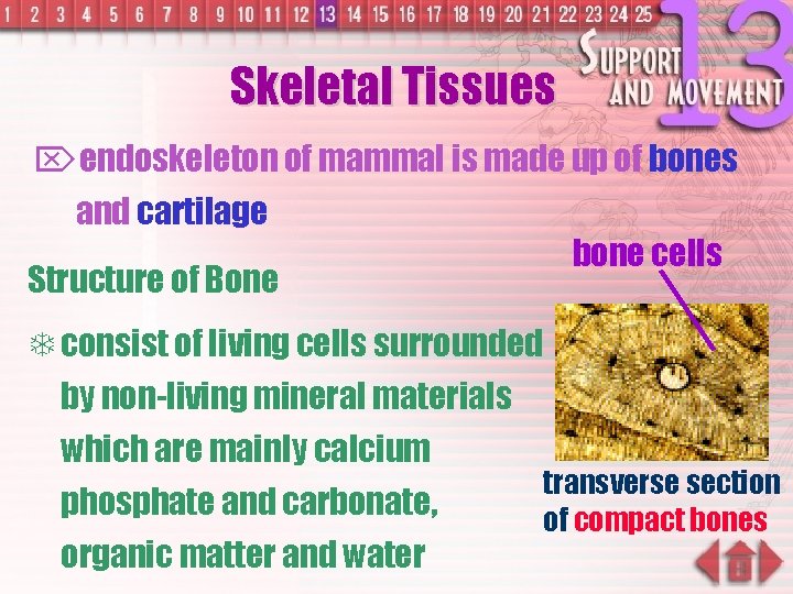 Skeletal Tissues Öendoskeleton of mammal is made up of bones and cartilage bone cells