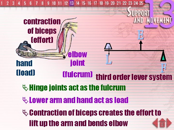 contraction of biceps (effort) hand (load) elbow joint (fulcrum) third order lever system Ä