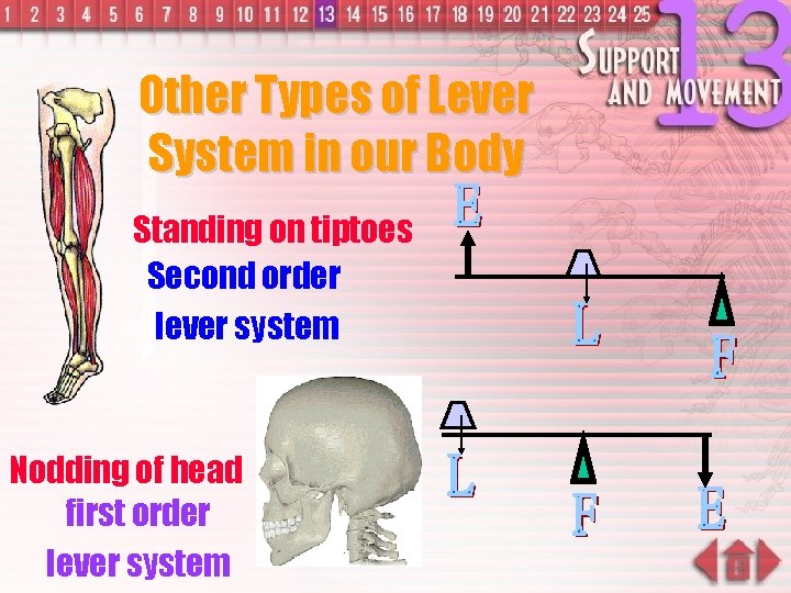 Other Types of Lever System in our Body Standing on tiptoes Second order lever