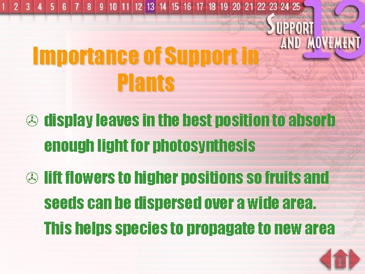 Importance of Support in Plants > display leaves in the best position to absorb