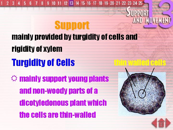 Support mainly provided by turgidity of cells and rigidity of xylem Turgidity of Cells