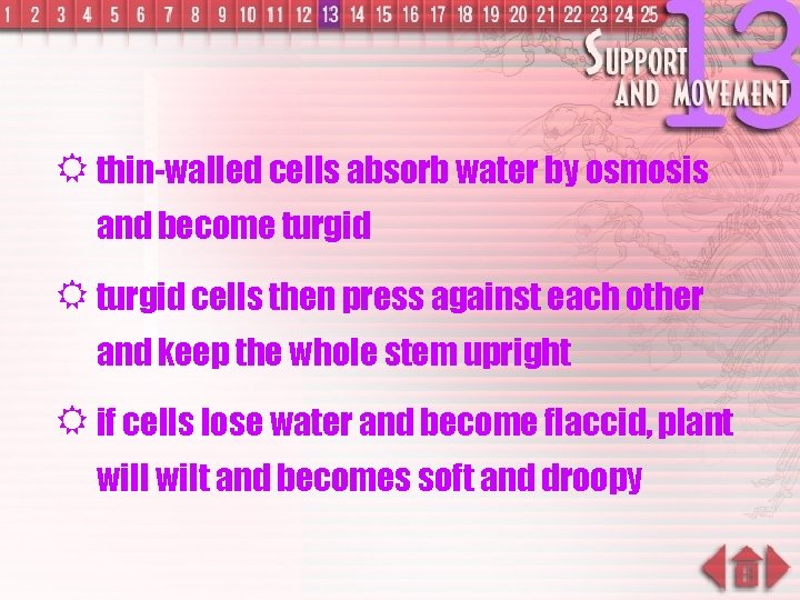 R thin-walled cells absorb water by osmosis and become turgid R turgid cells then