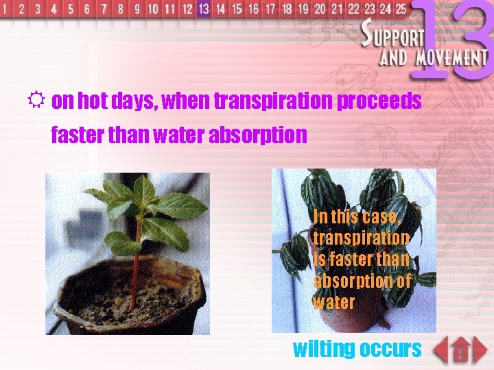 R on hot days, when transpiration proceeds faster than water absorption In this case,