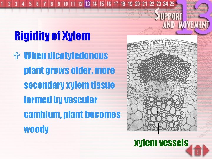 Rigidity of Xylem U When dicotyledonous plant grows older, more secondary xylem tissue formed