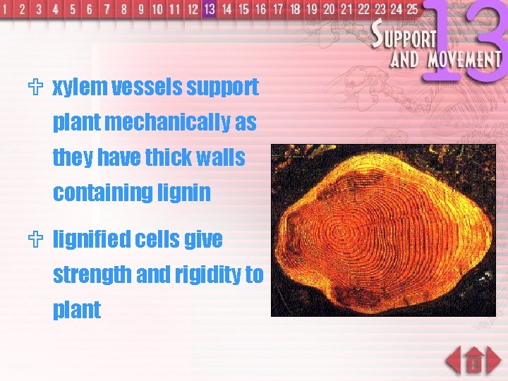 U xylem vessels support plant mechanically as they have thick walls containing lignin U