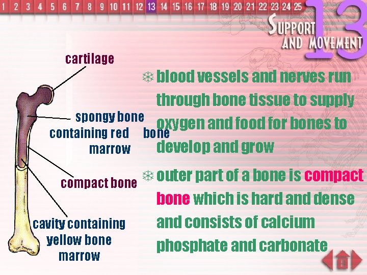 cartilage T blood vessels and nerves run through bone tissue to supply spongy bone